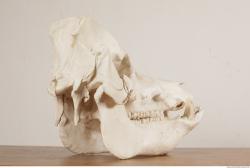 Photo References of Skull